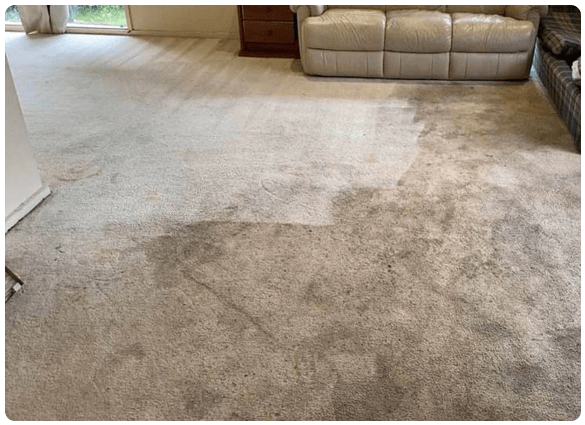 Safe Carpet Cleaning Nedlands Services